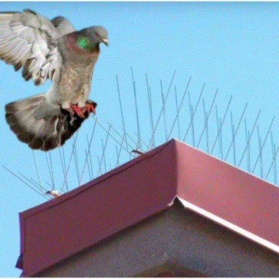 Bird Control - High Dunes